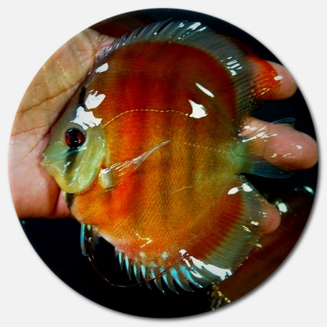 Red Alenquer Discus Fish - 2 inch